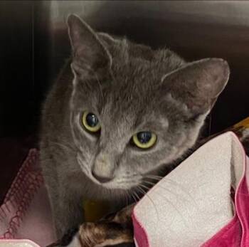 Domestic Short Hair Cats Available for Adoption in Fort Worth, Texas - Willomina | PetCurious