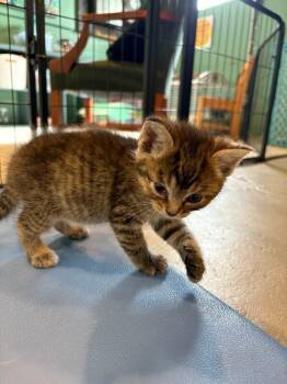 Bessie -  Domestic Short Hair Cat for Adoption in Cincinnati, Ohio - Bessie | PetCurious