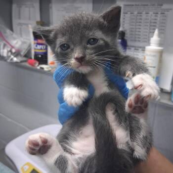 Lyle -  Domestic Short Hair Cat for Adoption in Summerville, South Carolina - Lyle | PetCurious