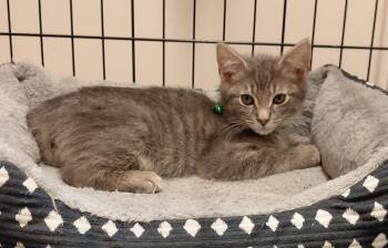 Hubba Bubba (Bubba) -  Domestic Short Hair Cat for Adoption in Littlestown, Pennsylvania - Hubba Bubba (Bubba) | PetCurious