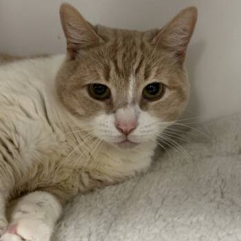 Rescue American Shorthair Cats for Adoption in Hampton Bays, New York - Penny Lane | PetCurious