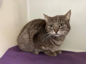 Domestic Short Hair Cats Available for Adoption in Mckinleyville, California - OPHELIA | PetCurious