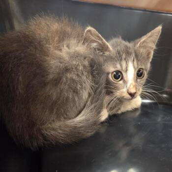 Jolie -  Domestic Medium Hair Cat for Adoption in Chattanooga, Tennessee - Jolie | PetCurious