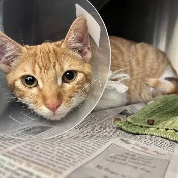 Domestic Short Hair Cats Available for Adoption - Gale | PetCurious