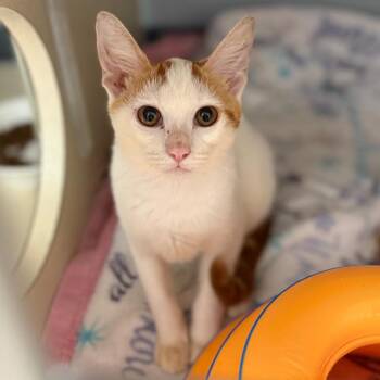 Creamsicle -  Domestic Medium Hair Cat for Adoption in Cumming, Georgia - Creamsicle | PetCurious