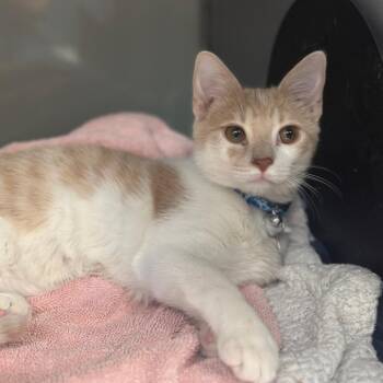 PR0692 Higgs -  Domestic Short Hair Cat for Adoption in Port Washington, New York - PR0692 Higgs | PetCurious