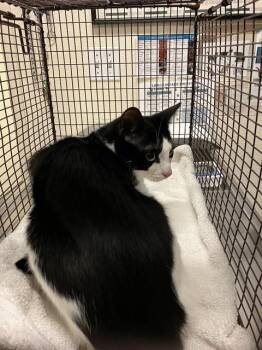 Domestic Short Hair Cats Available for Adoption in Long Beach, California - OREO | PetCurious