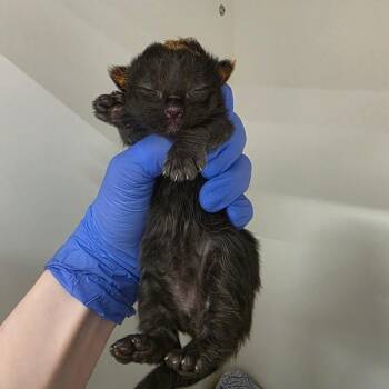 Domestic Medium Hair Cats Available for Adoption - Pooh | PetCurious