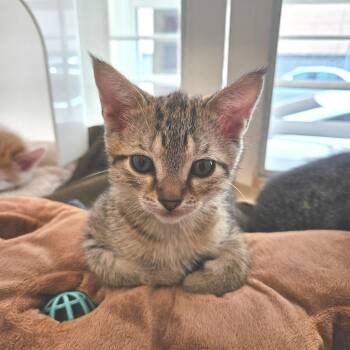 Big Red -  Domestic Short Hair Cat for Adoption in Los Angeles, California - Big Red | PetCurious