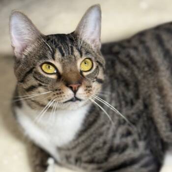 Rescue Domestic Short Hair Cats for Adoption - Painter | PetCurious