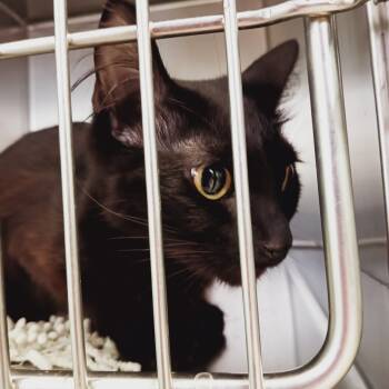 Rescue Domestic Medium Hair Cats for Adoption in Valley, Alabama - Luna Nyx | PetCurious