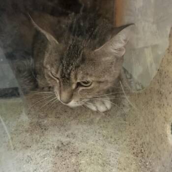 Domestic Short Hair Cats Available for Adoption - Tuesday | PetCurious