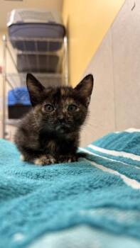 Domestic Short Hair Cats Available for Adoption in Honolulu, Hawaii - Eve | PetCurious