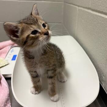 Yoda -  Domestic Short Hair Cat Available for Adoption in Bristol, Indiana - Yoda | PetCurious
