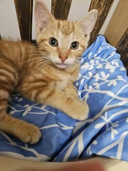 Waffle -  Domestic Short Hair Cat for Adoption in South Bend, Indiana - Waffle | PetCurious