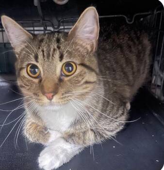 Tabby Cats Available for Adoption - Thea | PetCurious