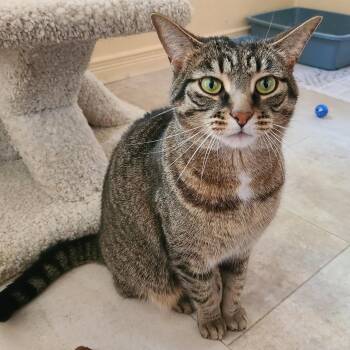 Sage -  Domestic Short Hair Cat for Adoption in Guelph, Ontario - Sage | PetCurious