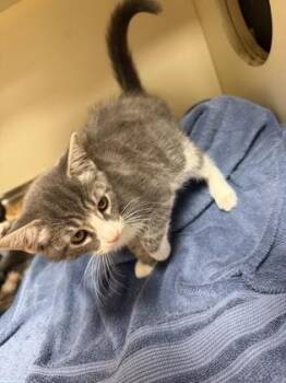 Hi -  Domestic Short Hair Cat for Adoption in Chamblee, Georgia - Hi | PetCurious