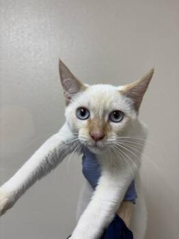 Celsius -  Domestic Short Hair Cat for Adoption in Sherwood, Oregon - Celsius | PetCurious