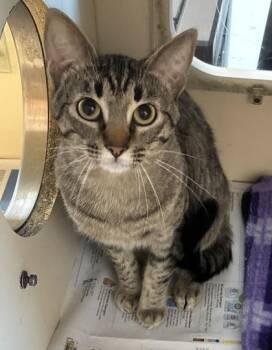 Jambalaya -  Domestic Short Hair Cat for Adoption in Chamblee, Georgia - Jambalaya | PetCurious