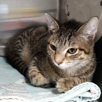 Domestic Short Hair Cats Available for Adoption - Alchemist | PetCurious