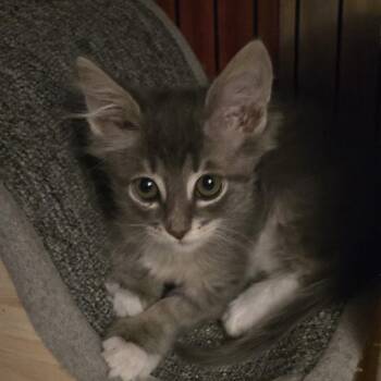 Bob & Boo-Boo (bonded pair) -  Domestic Short Hair Cat for Adoption in Phoenix, Arizona - Bob & Boo-Boo (bonded Pair) | PetCurious