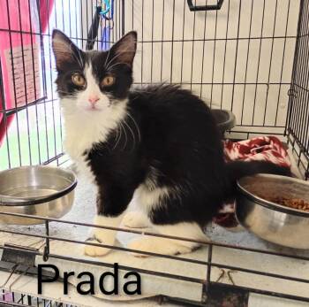 Prada -  Domestic Medium Hair Cat for Adoption in Saint James, Minnesota - Prada | PetCurious