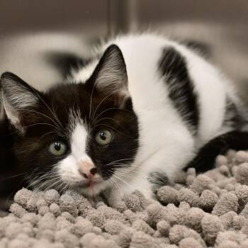 Oreo -  Domestic Medium Hair Cat for Adoption in Ottawa, Kansas - Oreo | PetCurious