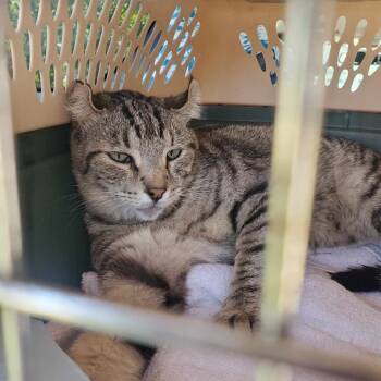 Rescue American Curl Cats for Adoption in Nampa, Idaho - Solomon | PetCurious