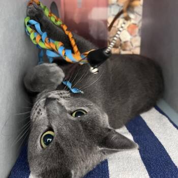 Domestic Short Hair Cats Available for Adoption in Glenwood Springs, Colorado - Goose | PetCurious