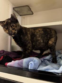 Rescue Domestic Short Hair Cats for Adoption in Levittown, Pennsylvania - Pauline | PetCurious