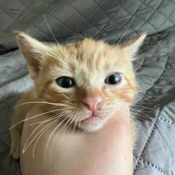 Ochoa -  Domestic Short Hair Cat for Adoption in Bentonville, Arkansas - Ochoa | PetCurious