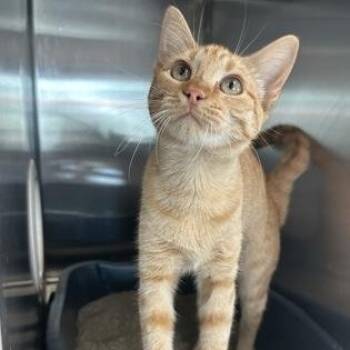 Bebe -  Domestic Short Hair Cat for Adoption in Gainesville, Texas - Bebe | PetCurious