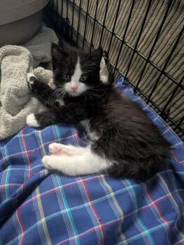 Calypso -  Tuxedo Cat for Adoption in Grand Junction, Colorado - Calypso | PetCurious