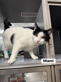 Miami -  Domestic Short Hair Cat Available for Adoption - Miami | PetCurious