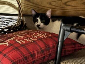 Rescue Domestic Short Hair Cats for Adoption in French Village, Missouri - Maddie | PetCurious