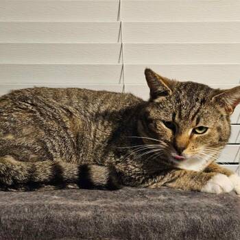 0526-23 FRA Buster -  Domestic Short Hair Cat Available for Adoption in Abingdon, Maryland - 0526-23 FRA Buster | PetCurious