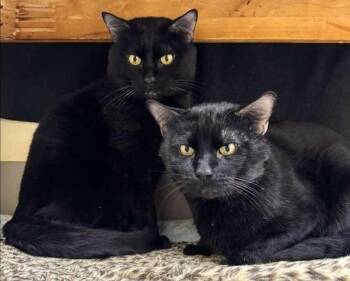 Domestic Short Hair Cats Available for Adoption in Coupeville, Washington - Gremlin OHC-465-25 | PetCurious