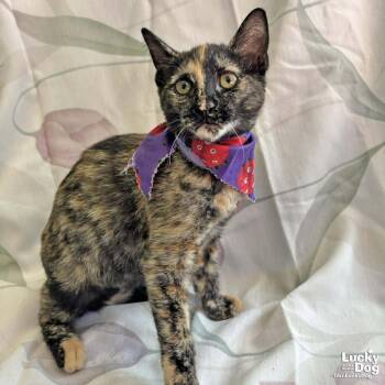 Domestic Short Hair Cats Available for Adoption - Lucila | PetCurious