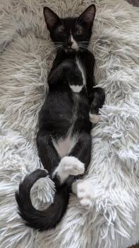 Lenno -  Domestic Short Hair Cat for Adoption in Alafaya, Florida - Lenno | PetCurious