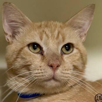 Mario -  Domestic Short Hair Cat for Adoption in Victor, New York - Mario | PetCurious