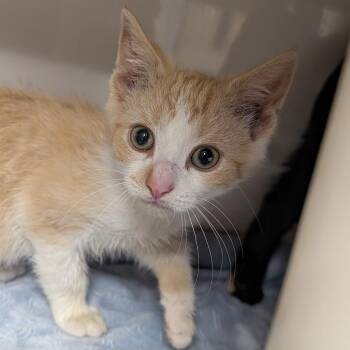 Capers -  Domestic Short Hair Cat for Adoption in Watertown, New York - Capers | PetCurious