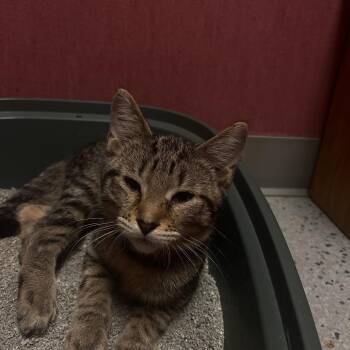 Parker -  Domestic Short Hair Cat for Adoption in Lenexa, Kansas - Parker | PetCurious