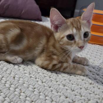 INDIANA JONES -  Domestic Short Hair Cat for Adoption in Loveland, Colorado - INDIANA JONES | PetCurious