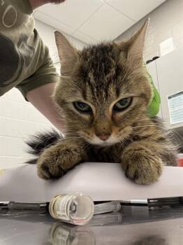 TYR -  Domestic Short Hair Cat for Adoption in Indianapolis, Indiana - TYR | PetCurious