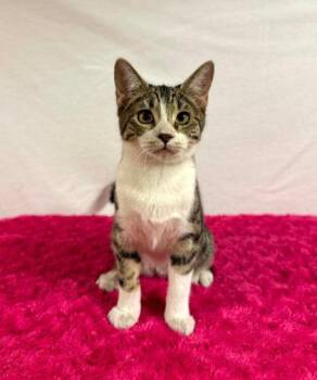 Thistle -  Domestic Short Hair Cat for Adoption in Visalia, California - Thistle | PetCurious