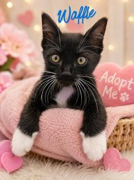 Waffle -  Domestic Short Hair Cat for Adoption in Barton, Vermont - Waffle | PetCurious
