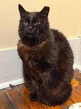 Koffee -  Domestic Short Hair Cat for Adoption in Boston, Massachusetts - Koffee | PetCurious