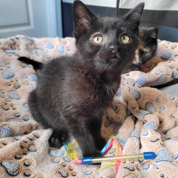 Hootie -  Domestic Short Hair Cat for Adoption in Indianapolis, Indiana - Hootie | PetCurious