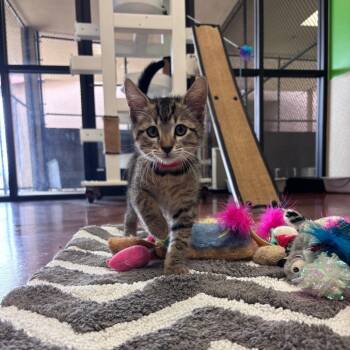 Churro -  Domestic Short Hair Cat for Adoption in Goleta, California - Churro | PetCurious